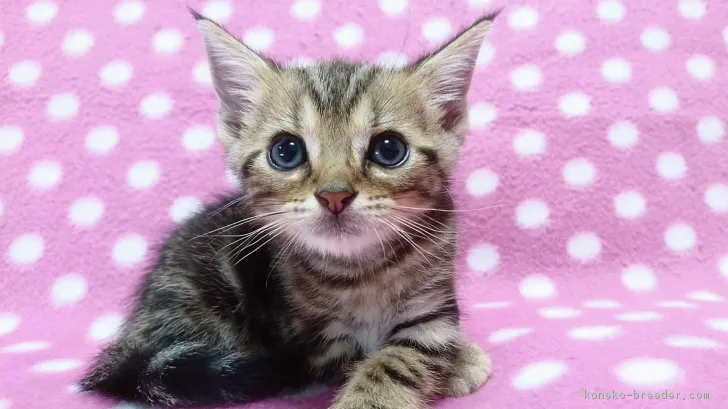 ID：1808-01573の子猫