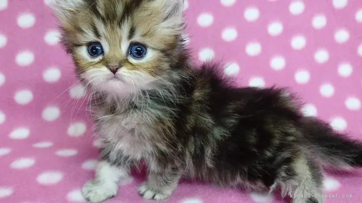 ID:1612-00544の子猫