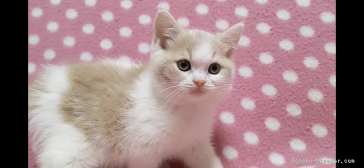 KM 様のお迎えした子猫