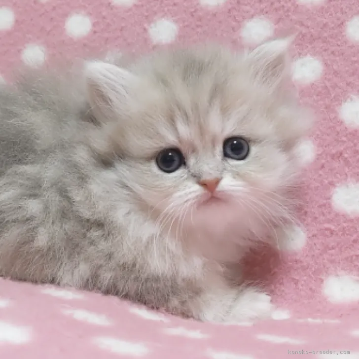 ID：2302-01274の子猫