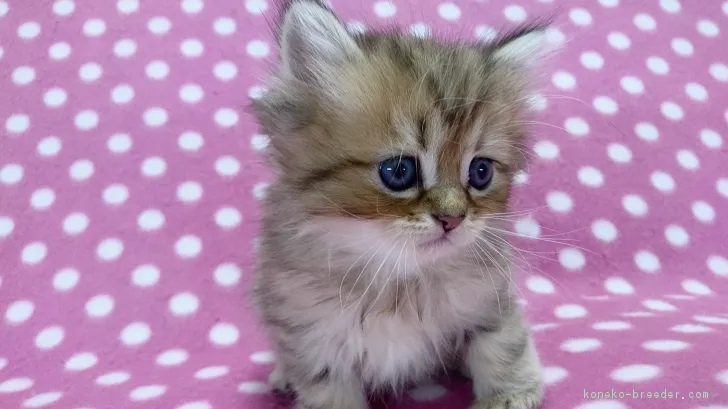 ID:1710-01227の子猫
