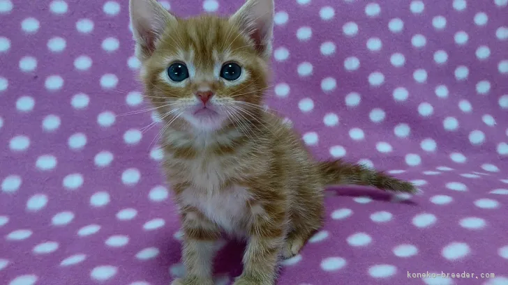 ID：1703-00926の子猫