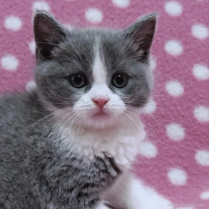 ID：2206-01768の子猫