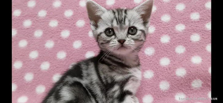 ID：2201-01446の子猫