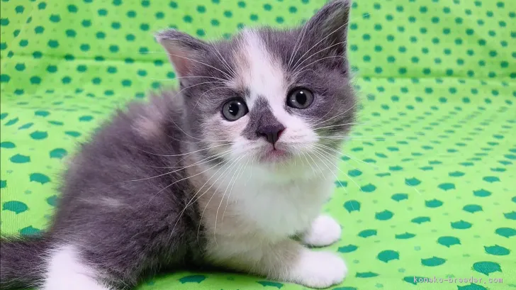 ID:1807-00894の子猫