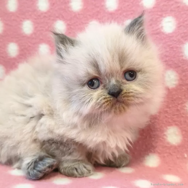 ID：2411-02911の子猫