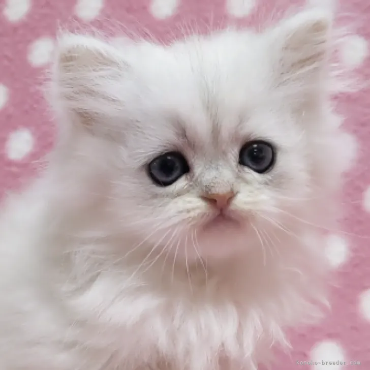ID：2207-00883の子猫
