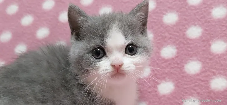 やちこ 様のお迎えした子猫