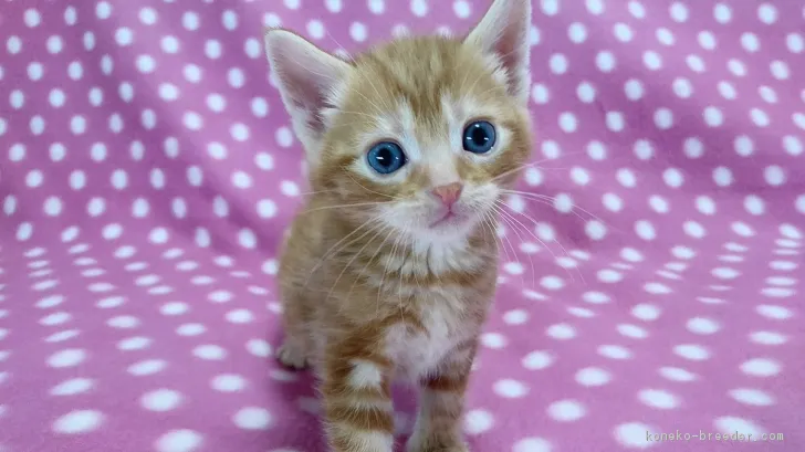 ID:1711-00965の子猫