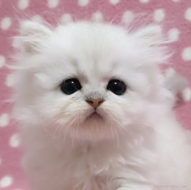 ID：2207-00881の子猫