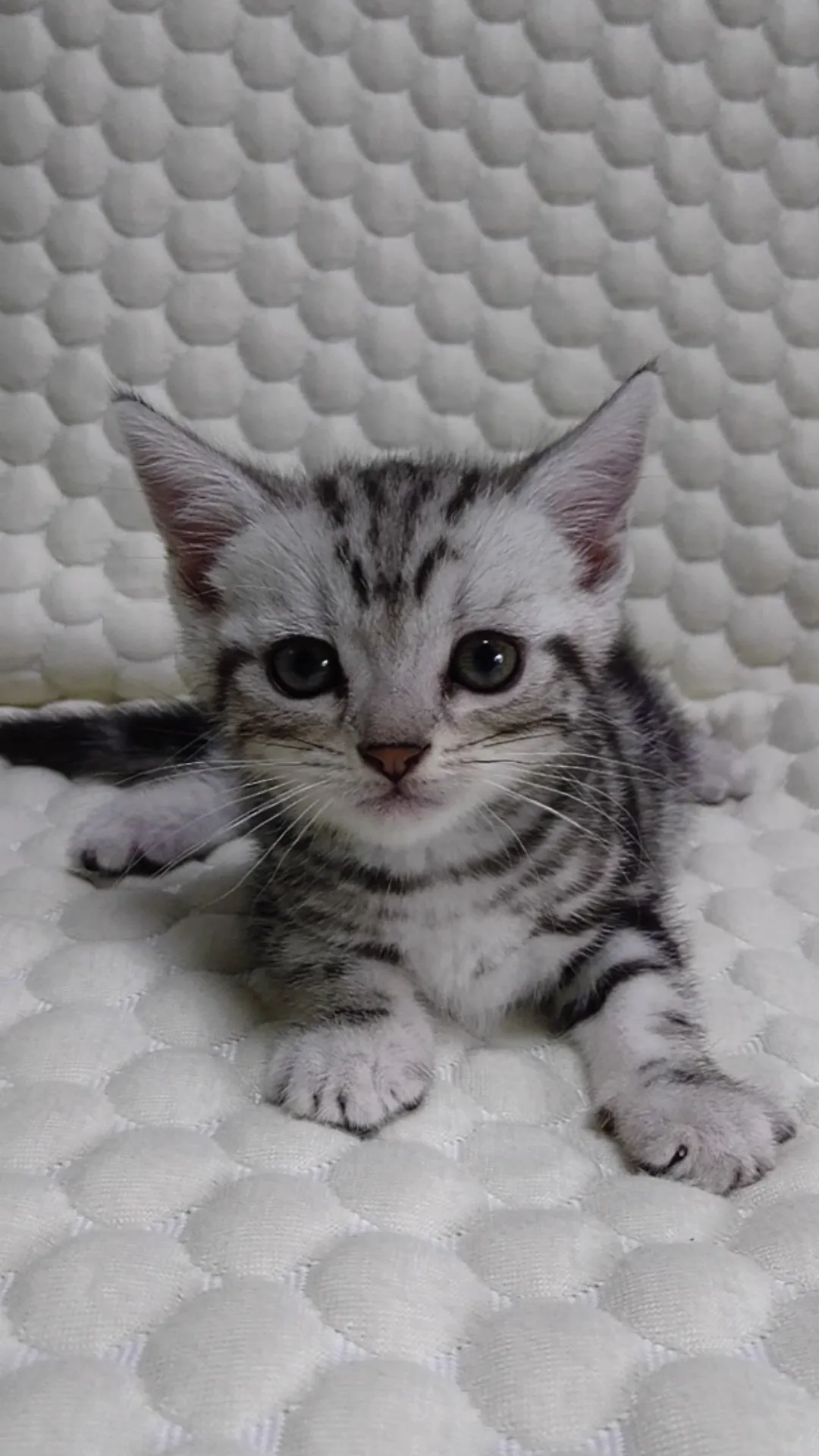 ID：1610-00546の子猫