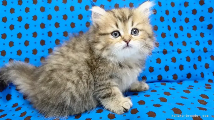 ID：1707-00884の子猫