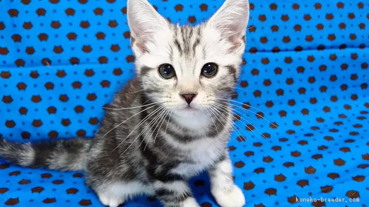 ID:1806-00295の子猫