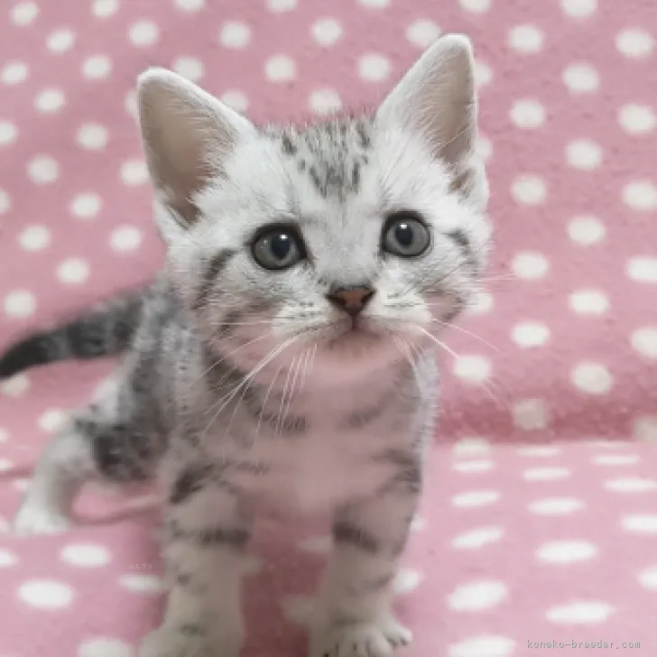 Yuu 様のお迎えした子猫