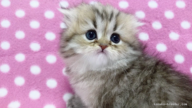 ID:1802-00536の子猫
