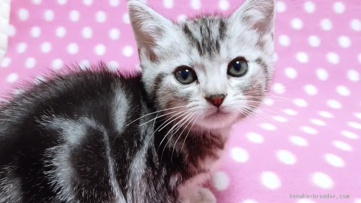 ID:1905-00697の子猫