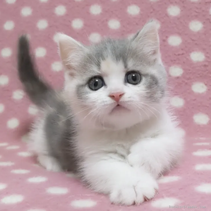 ID：2309-02138の子猫