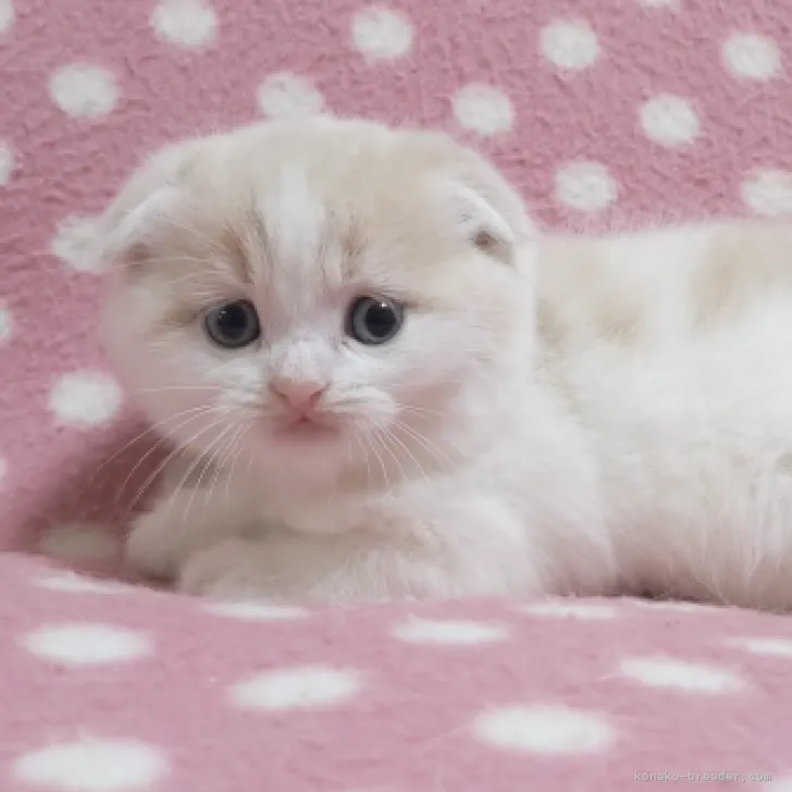 ID：2312-00997の子猫