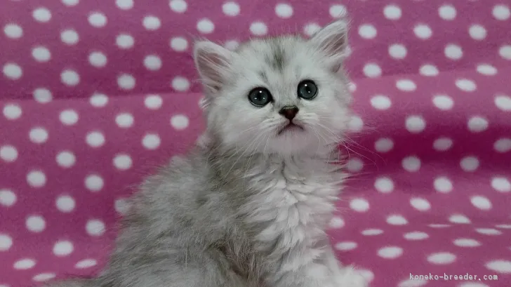 ID：1705-00344の子猫