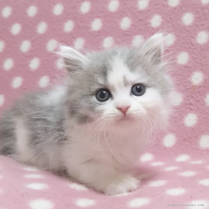 ID：2309-02267の子猫