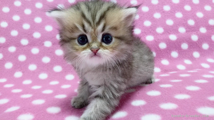 ID:1802-00535の子猫