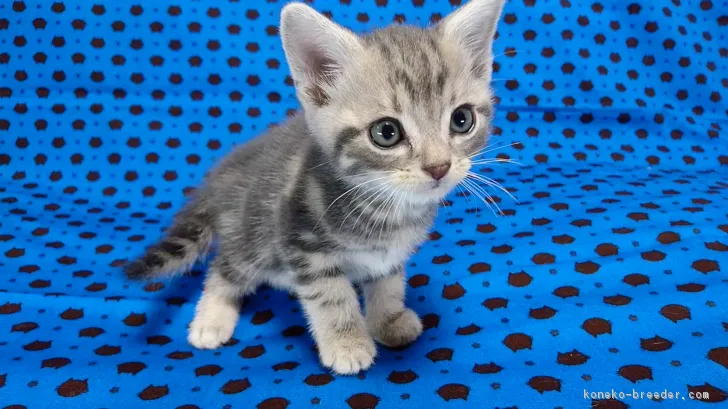 ID：1711-00017の子猫