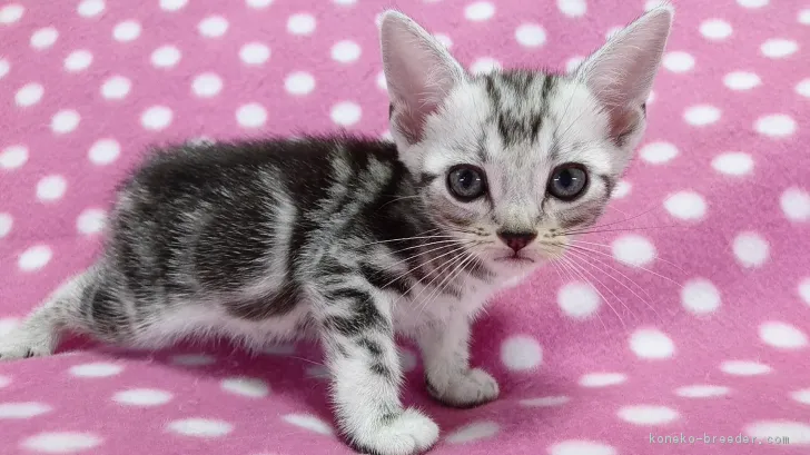 ID:1708-00928の子猫