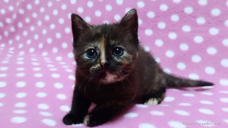 さや 様のお迎えした子猫