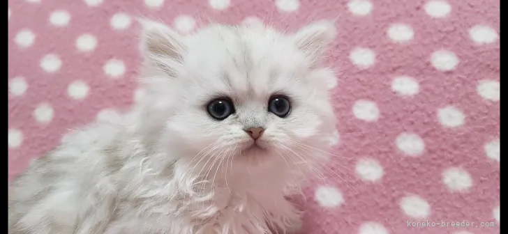 ID:2203-00579の子猫
