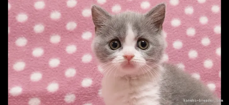 K.K 様のお迎えした子猫