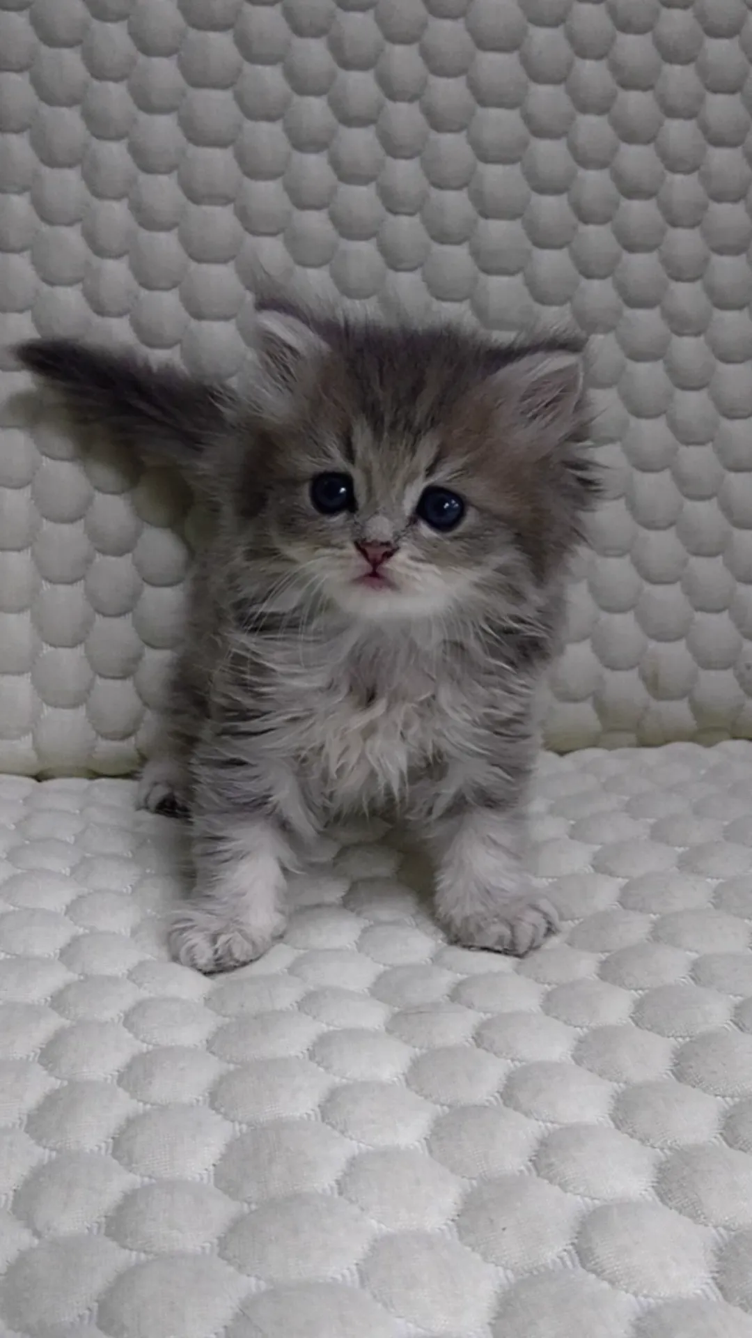 ID：1610-00887の子猫