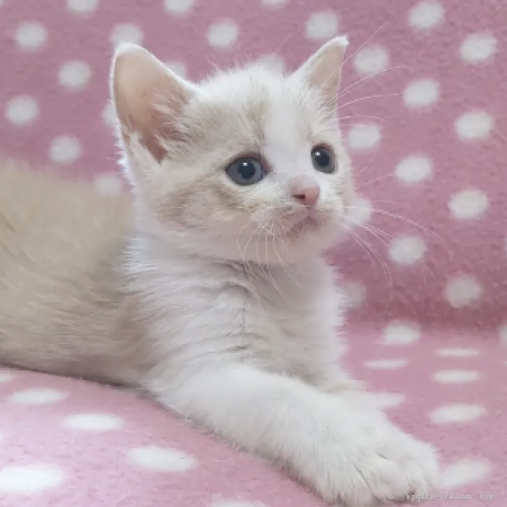 ID：2309-00314の子猫