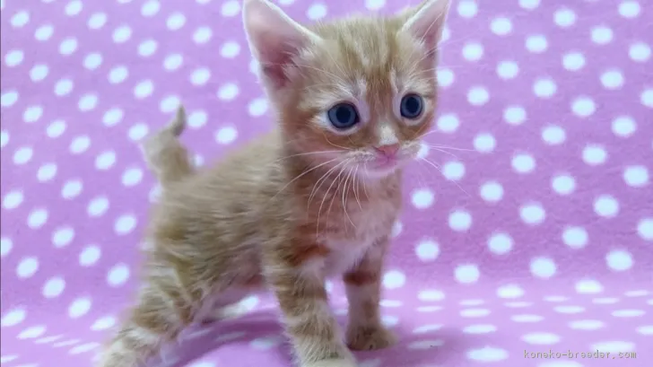 ID：1808-01424の子猫