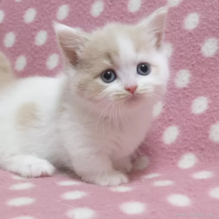 ID:2405-02928の子猫