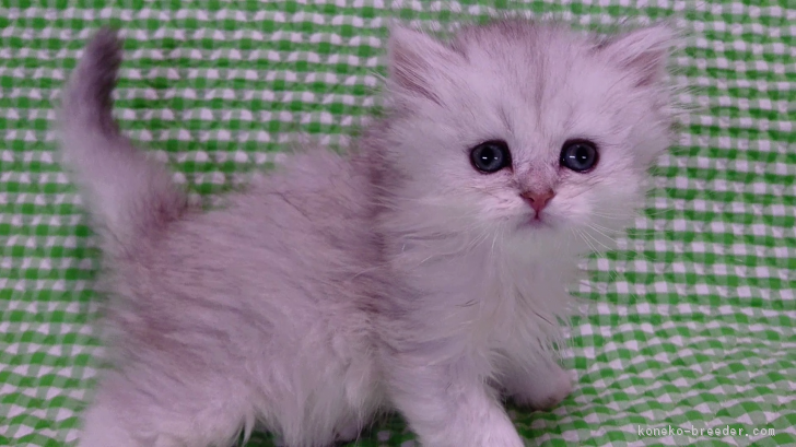 ID:1612-00848の子猫