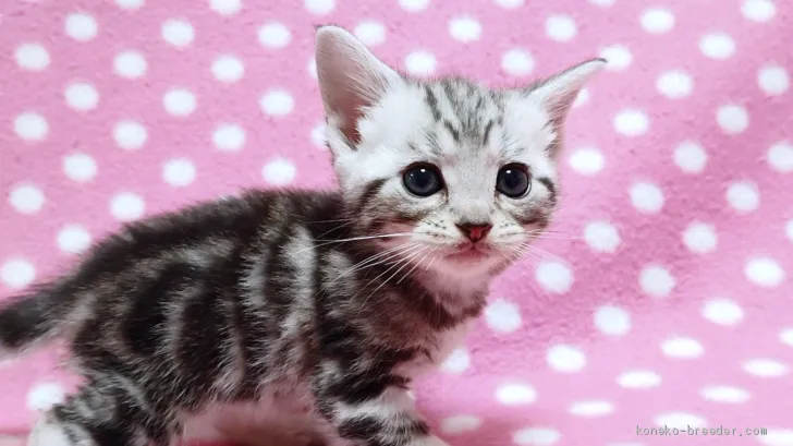 ID：1911-01193の子猫