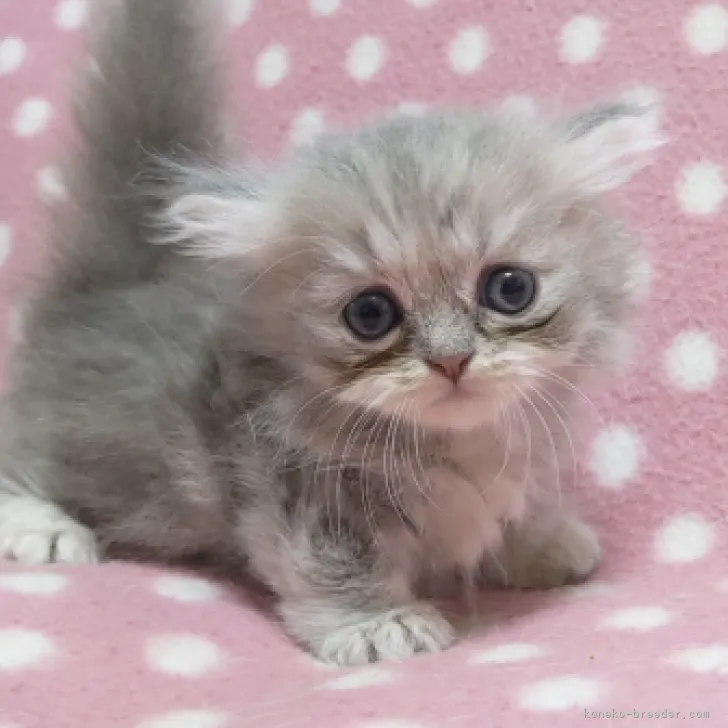 ID：2309-00838の子猫