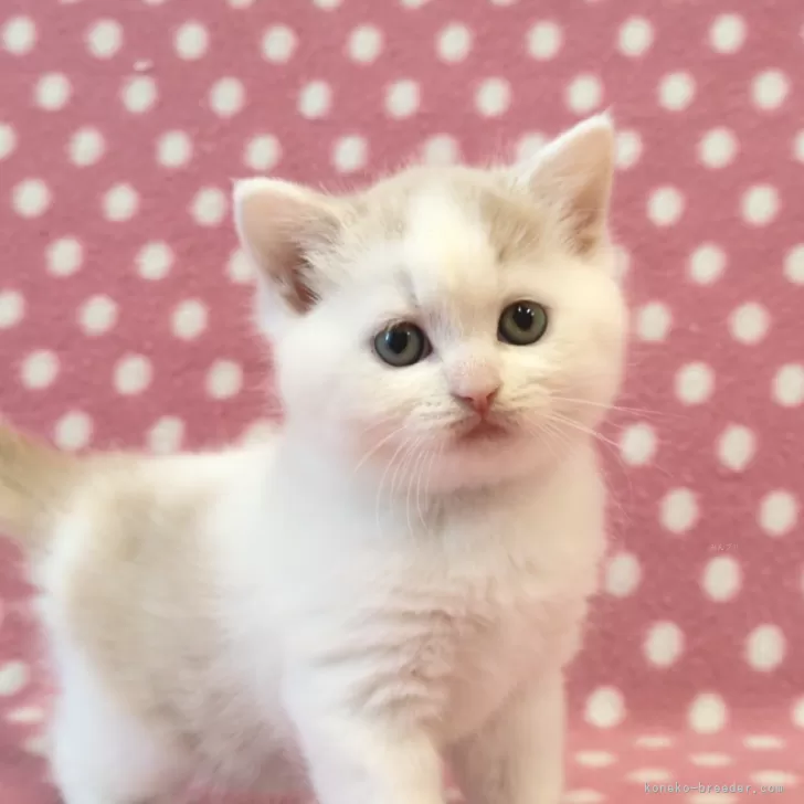 ID：2411-01005の子猫