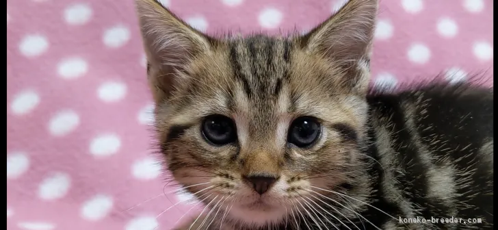 ID：2009-01648の子猫