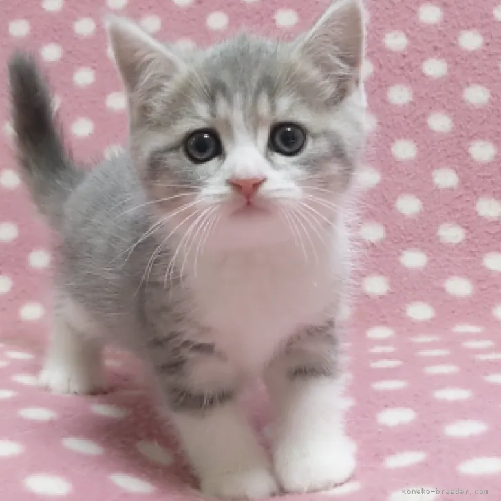ID：2309-02140の子猫
