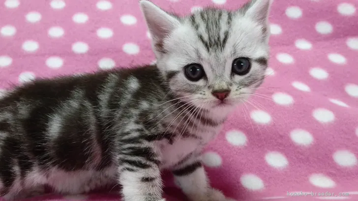 ID：1705-00916の子猫