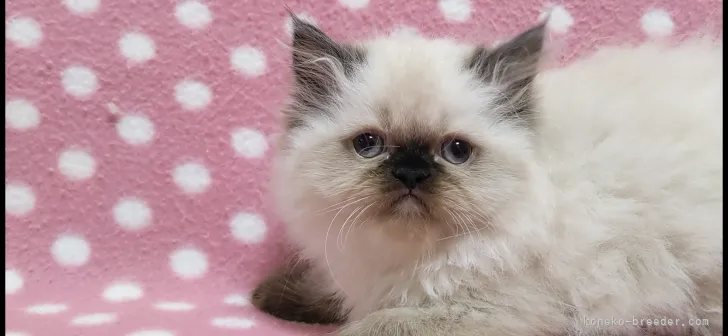 ID:2203-01731の子猫