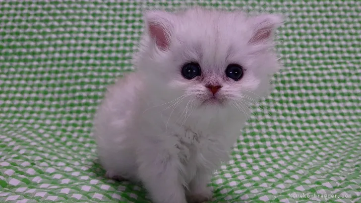 ID：1703-00260の子猫