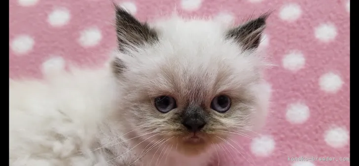 ID:2106-02307の子猫