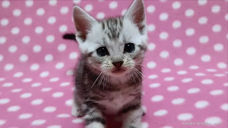 ID：1907-00014の子猫