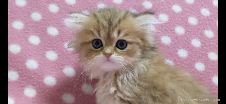 ID:2205-03064の子猫