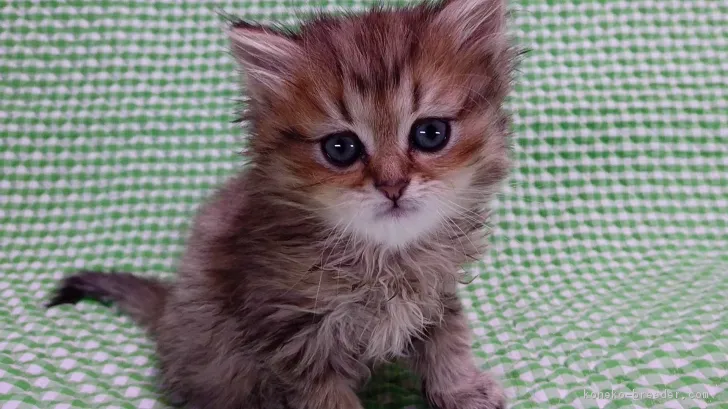 ID：1701-00397の子猫