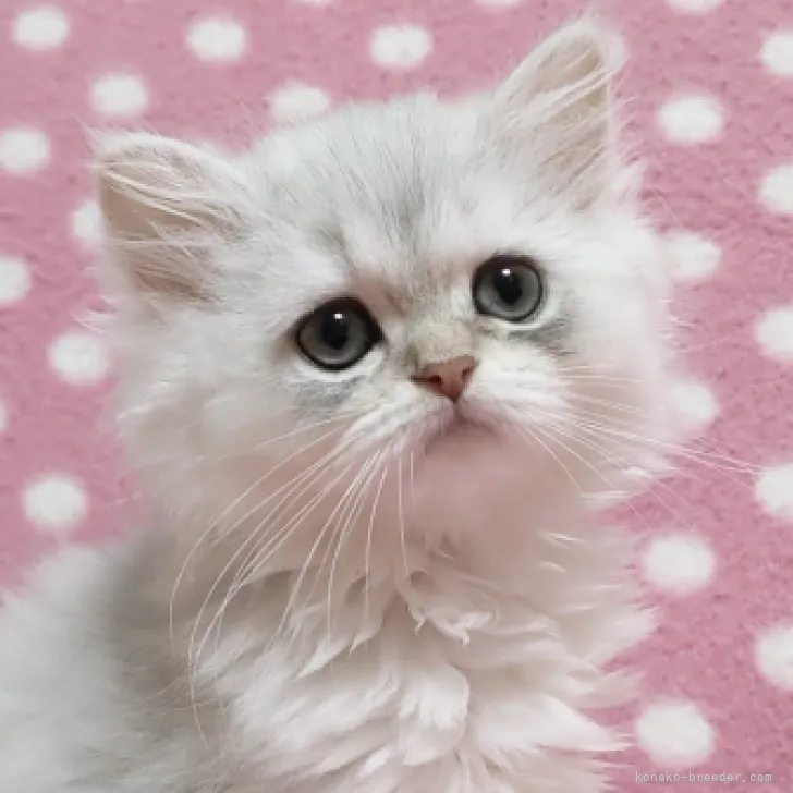 ID:2208-01298の子猫