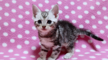 アメリカンショートヘア【愛知県・男の子・2020年5月27日・シルバータビー】の写真「穏やかな性格の兄妹たち♪お母さん大好き甘えっ子♪」