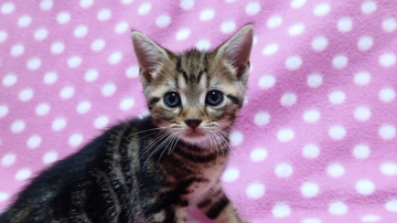 アメリカンショートヘア【愛知県・女の子・2019年9月26日・ブラウンタビー】の写真「丸いおめめの元気な兄妹♪」